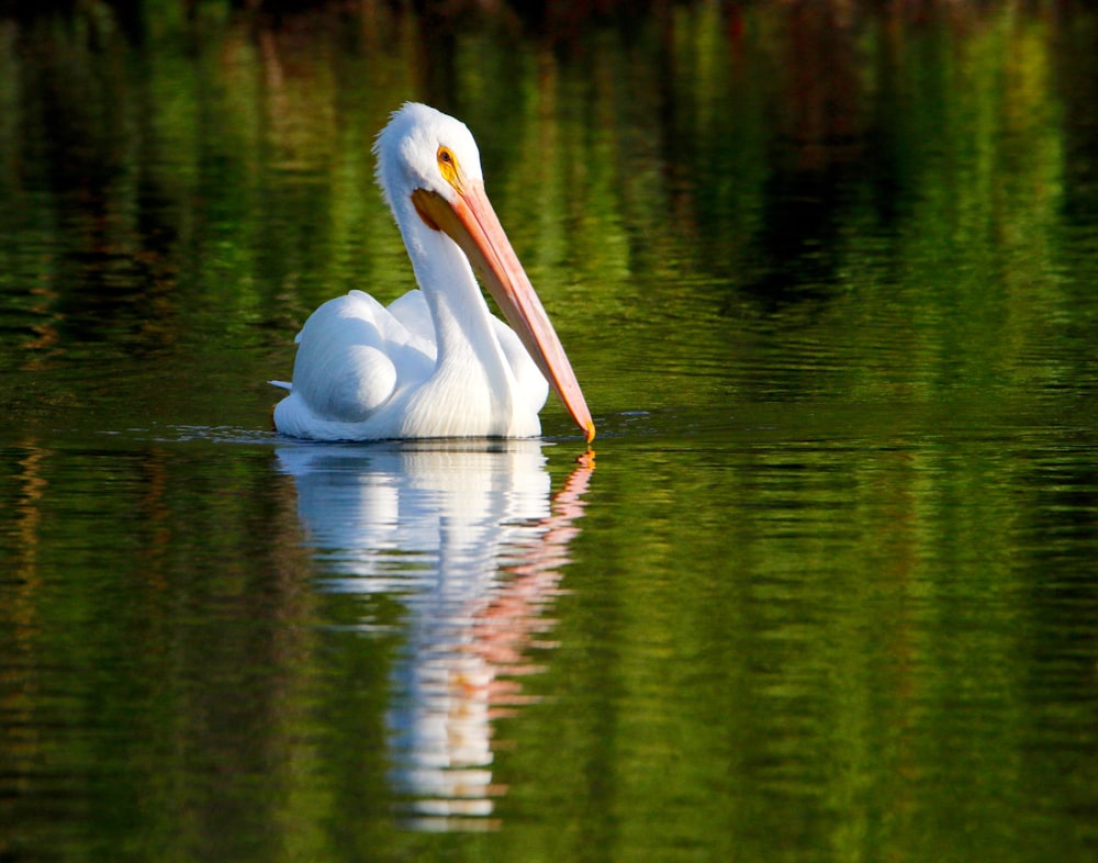 a white bird in the water