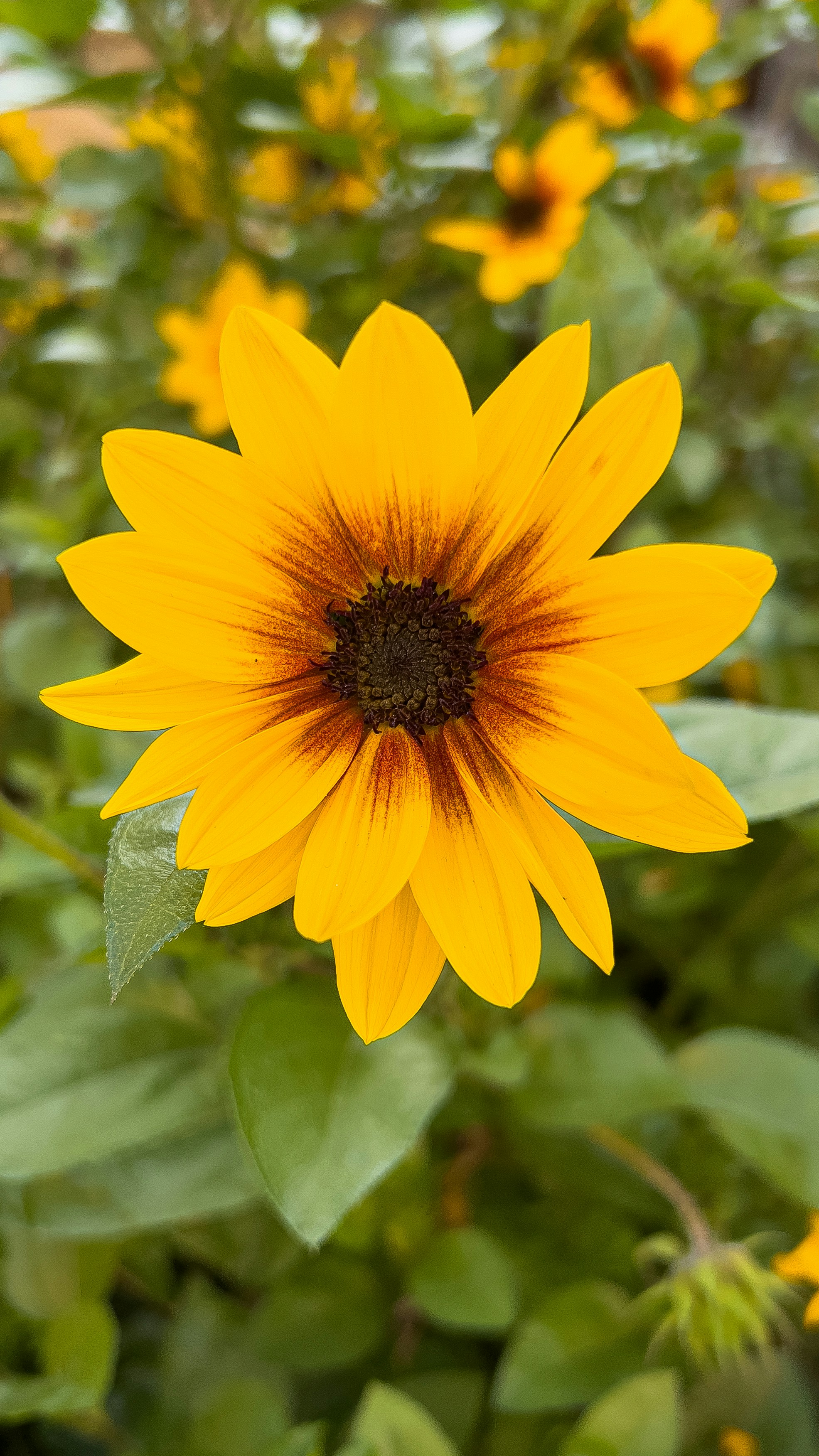 Photo by saeedphotos