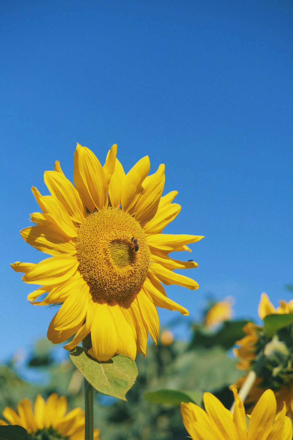 a close up of a sunflower