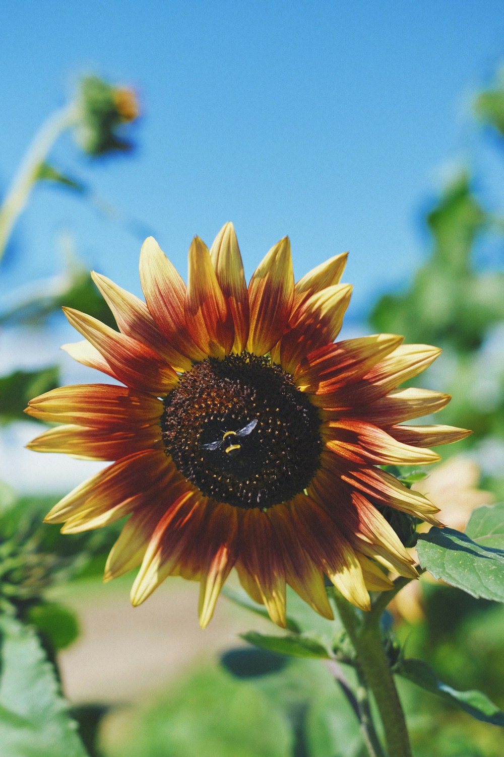 a close up of a sunflower