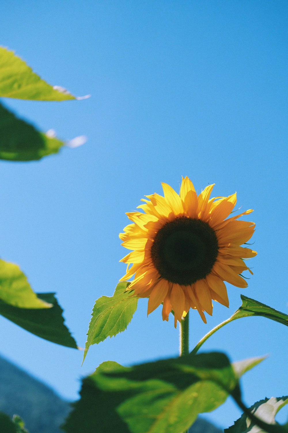 a yellow flower with green leaves