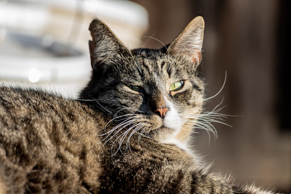 a cat lying down