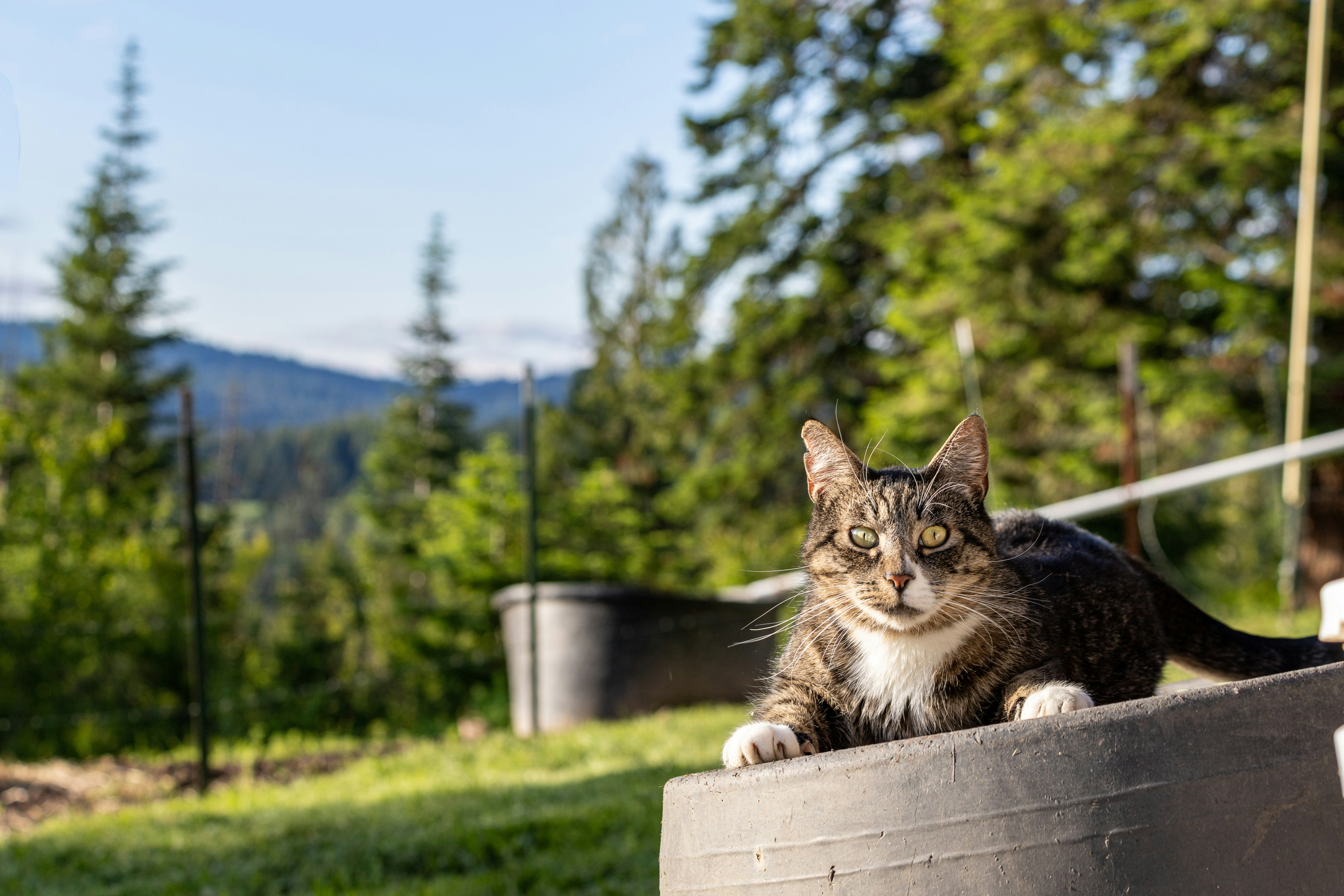 Rituals for Indoor Versus Outdoor Cats (image credits: unsplash)