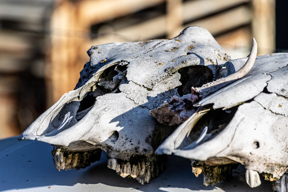 a skull of an animal