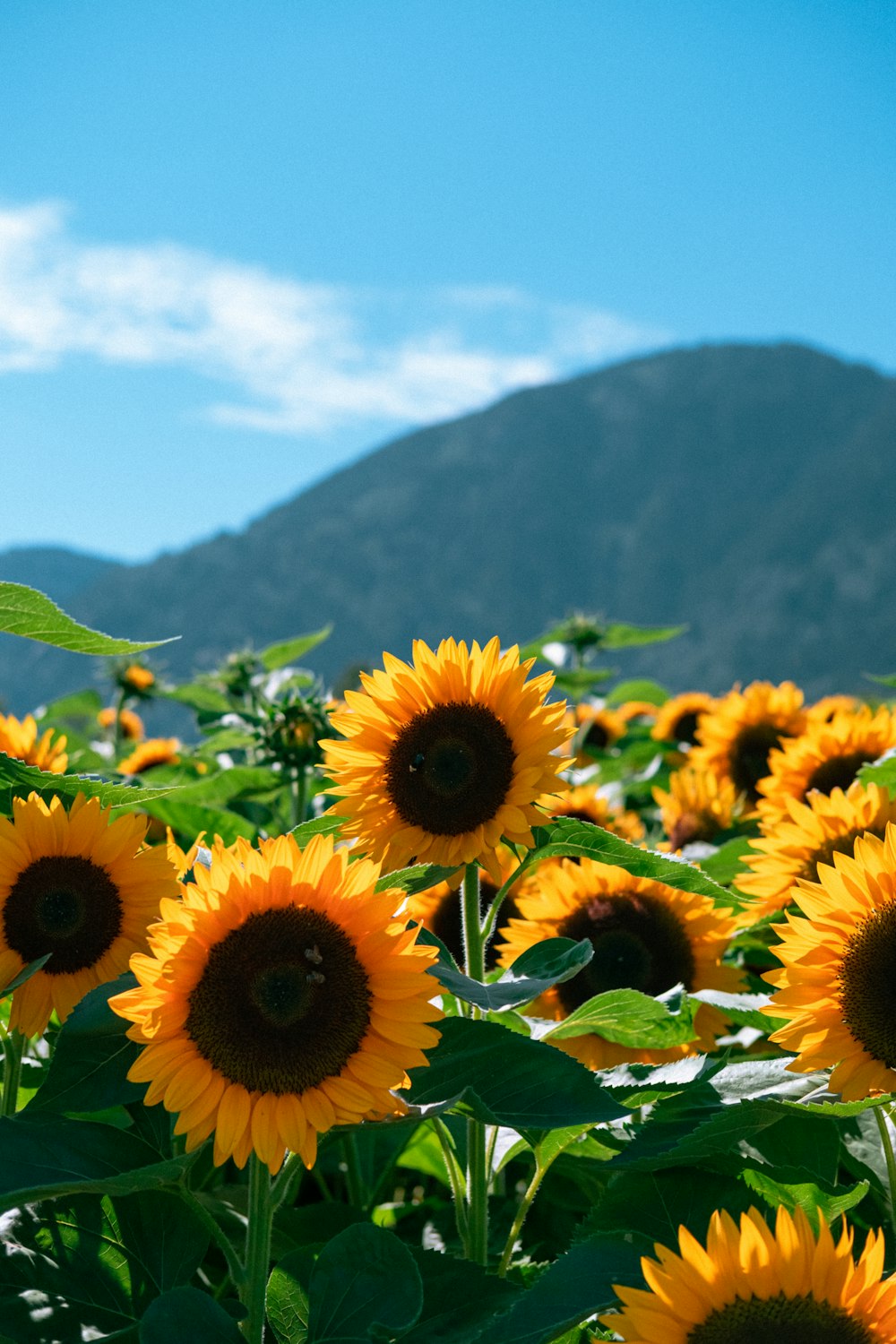 Ein Feld mit Sonnenblumen