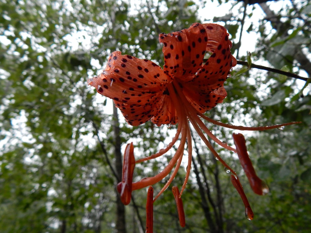 a red and yellow flower