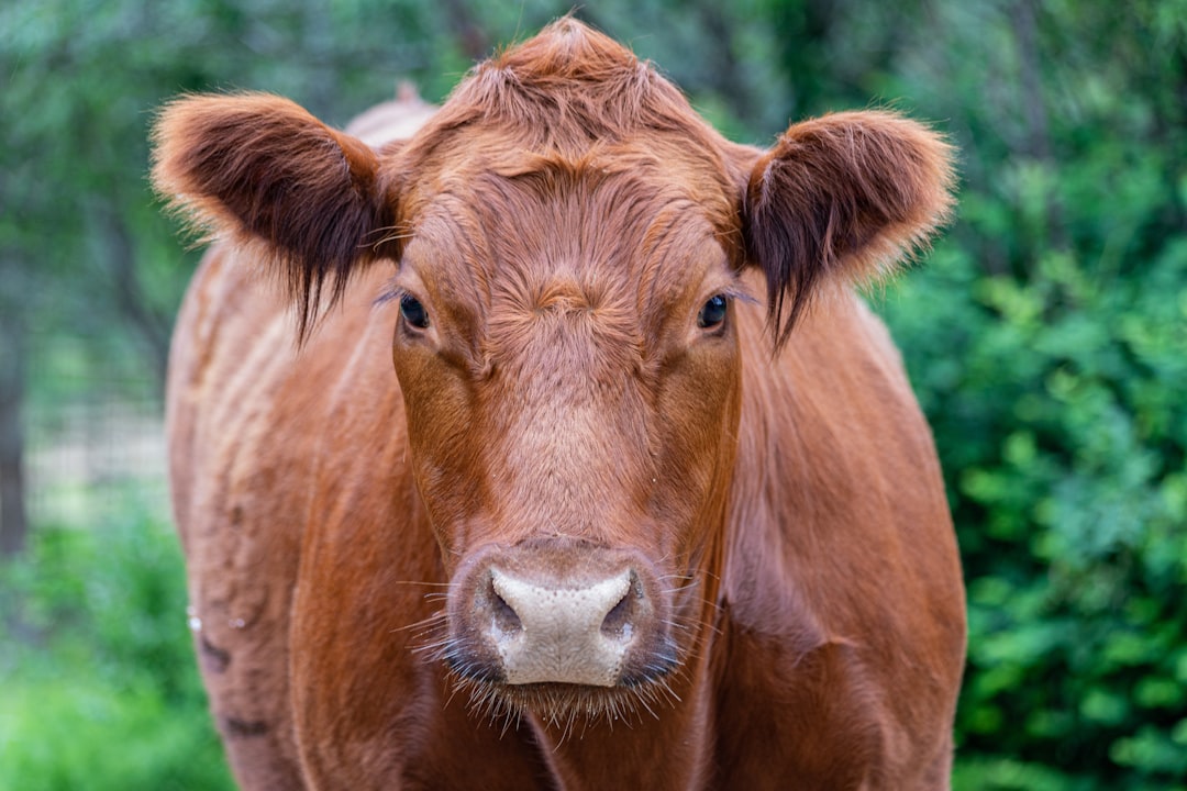a brown cow with a white nose