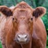 Holy Cow: Red Heifer Sacrifices are Ready to Trigger Third Temple