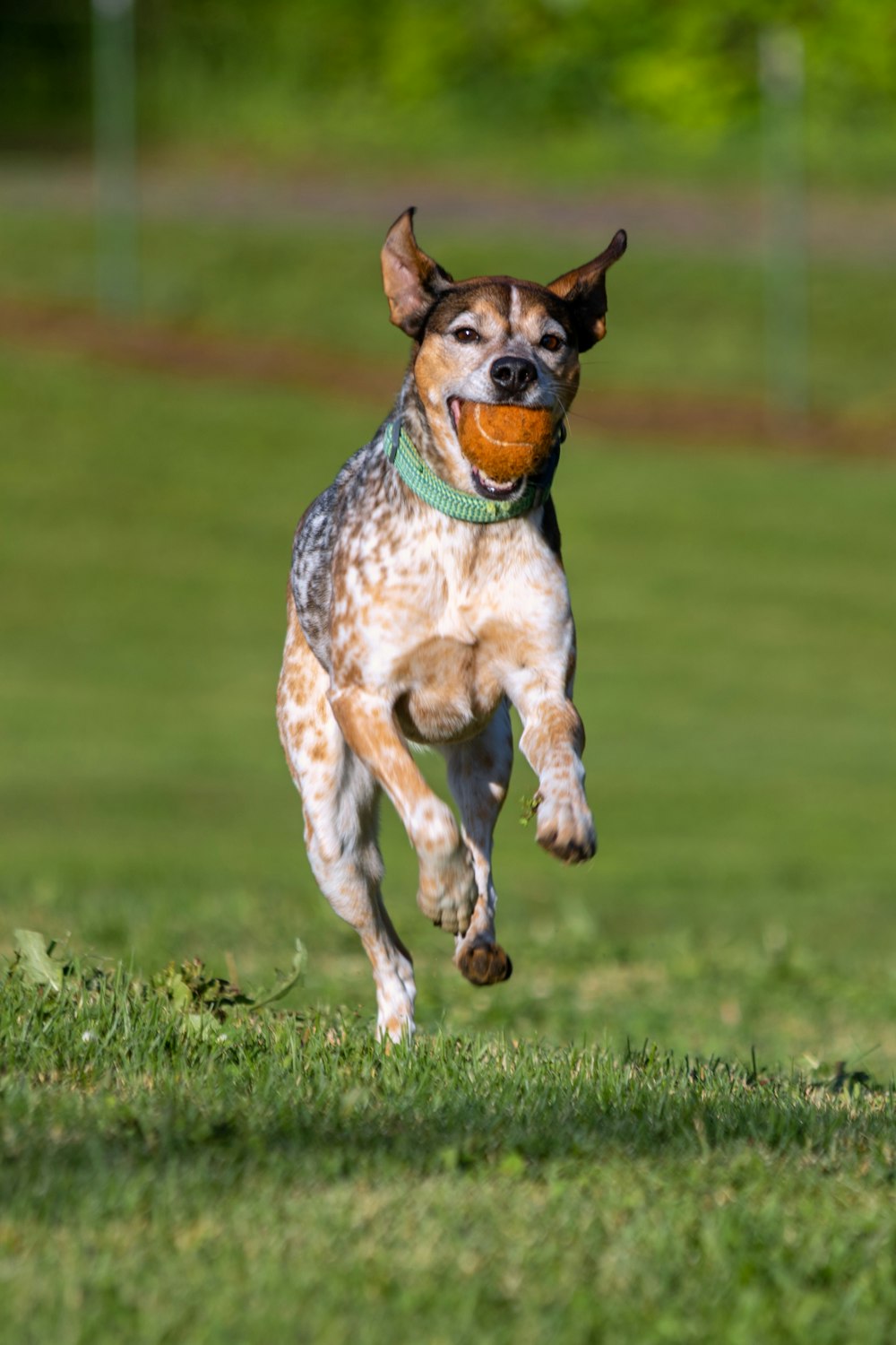 a dog running with a ball in its mouth