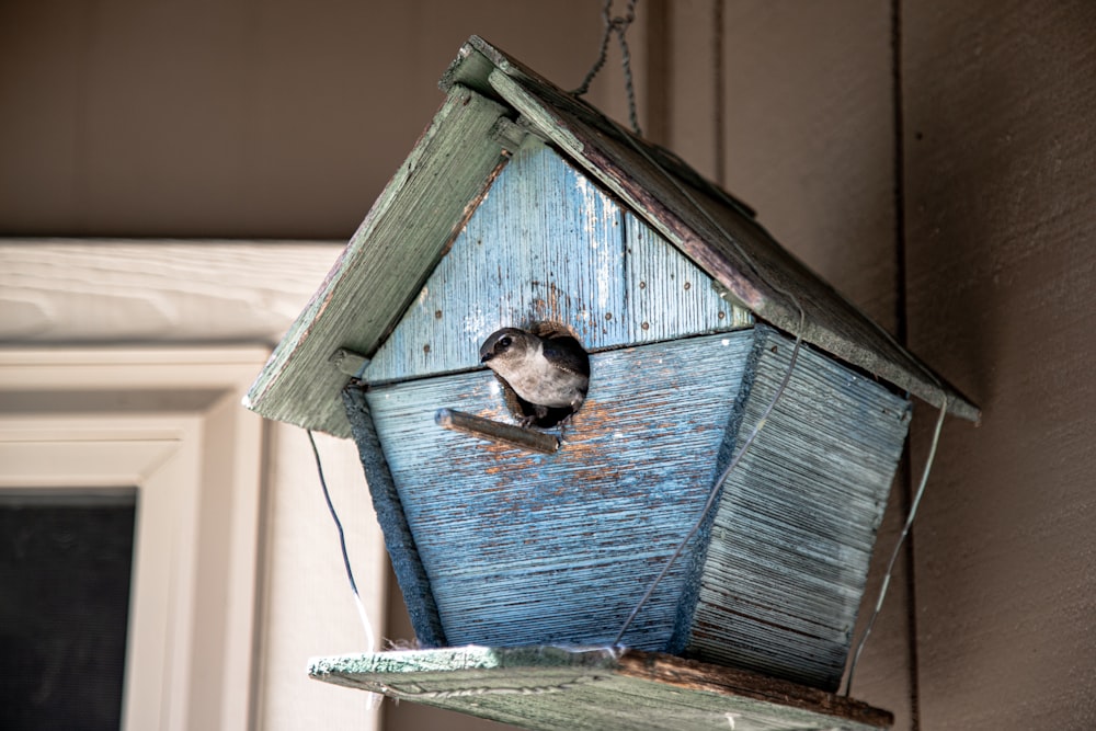 a bird in a bird house