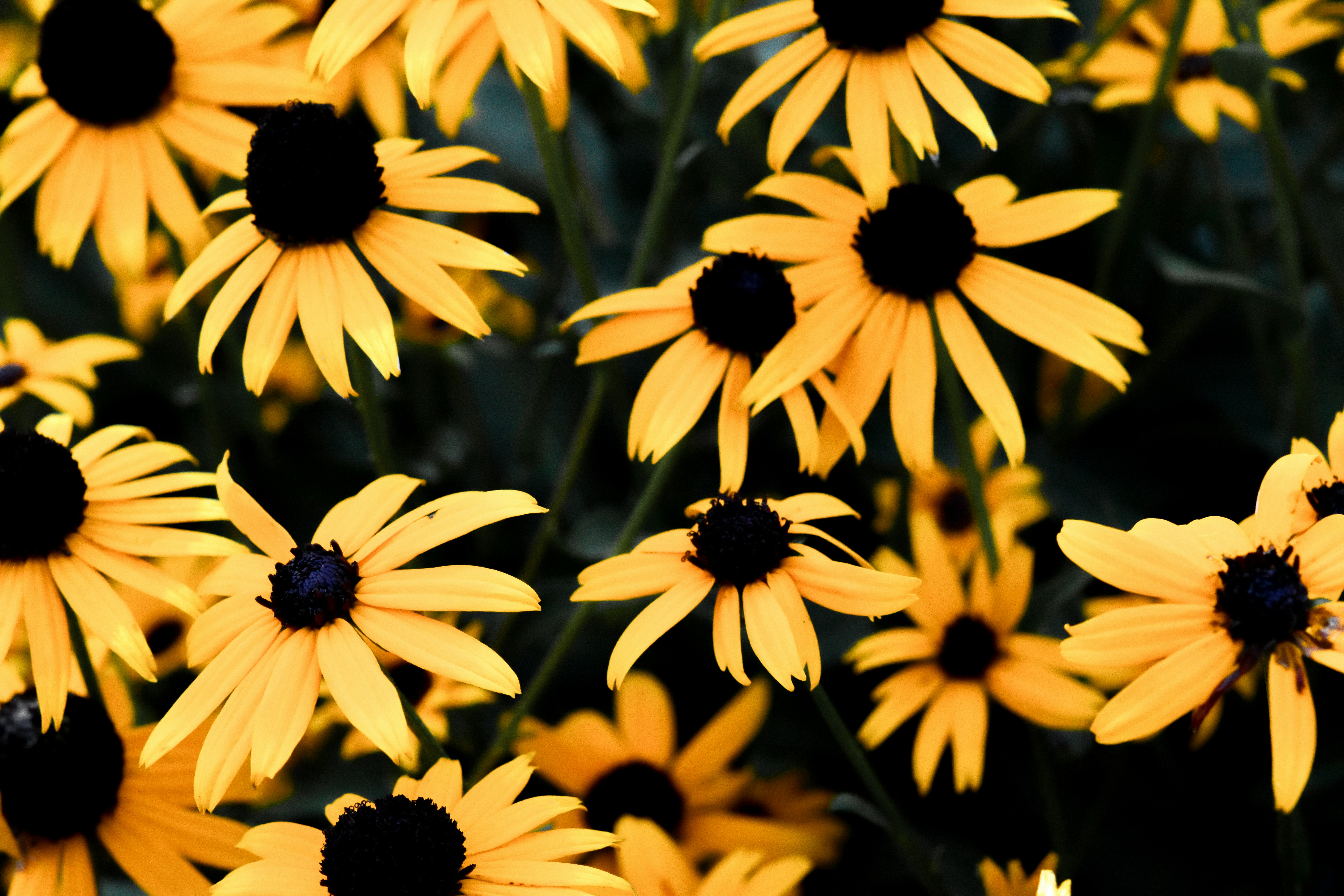 Photo by jasonmphoto