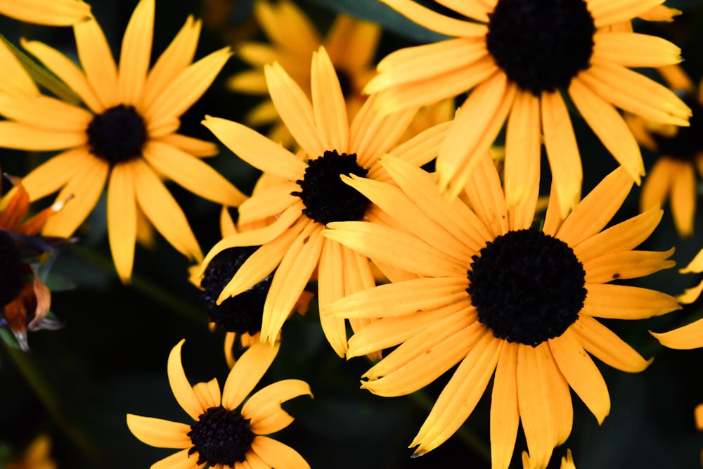 a group of yellow flowers