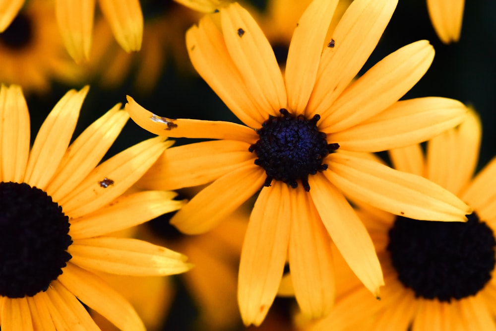 a close up of a flower