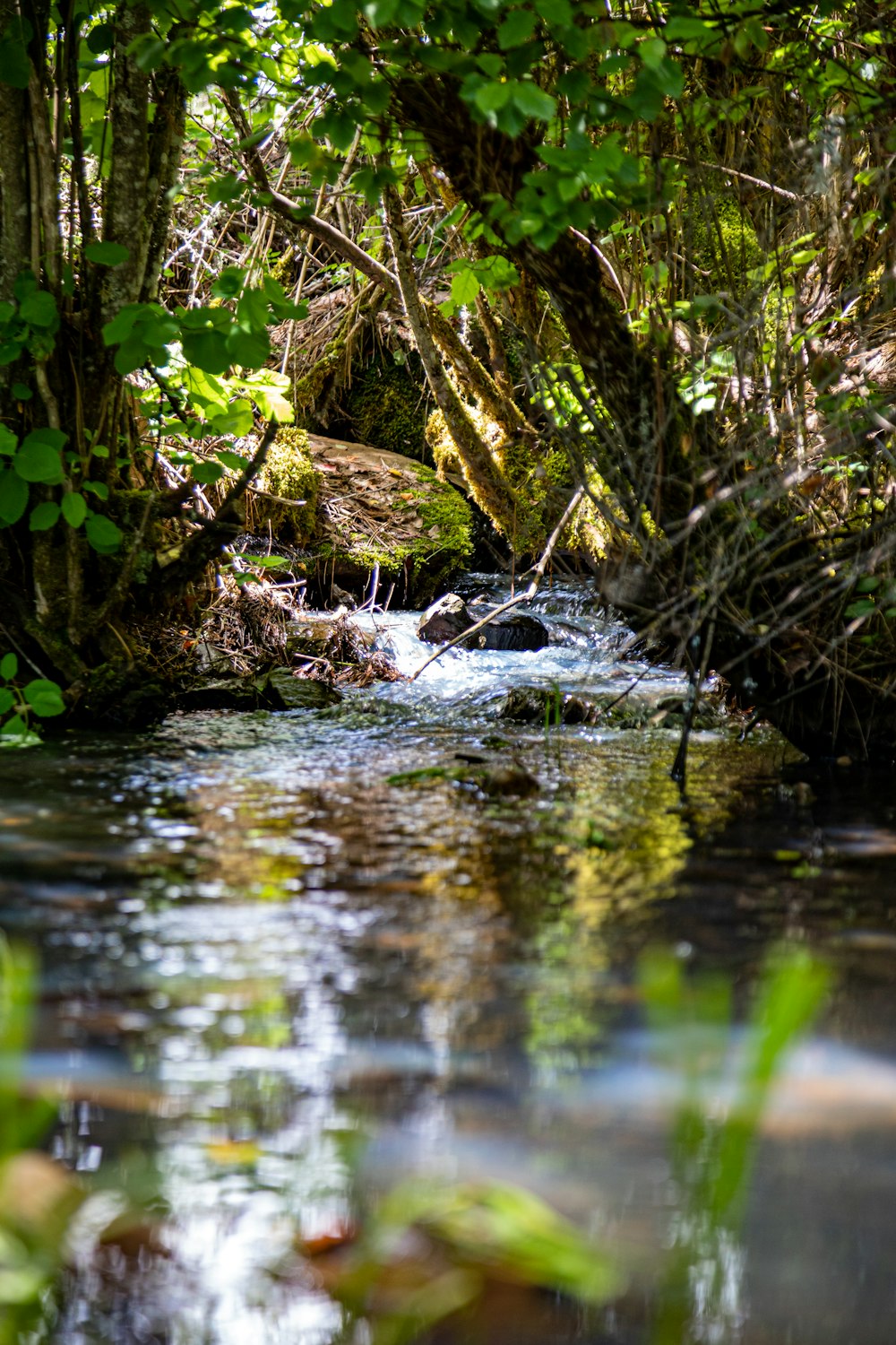 a small river with a small waterfall