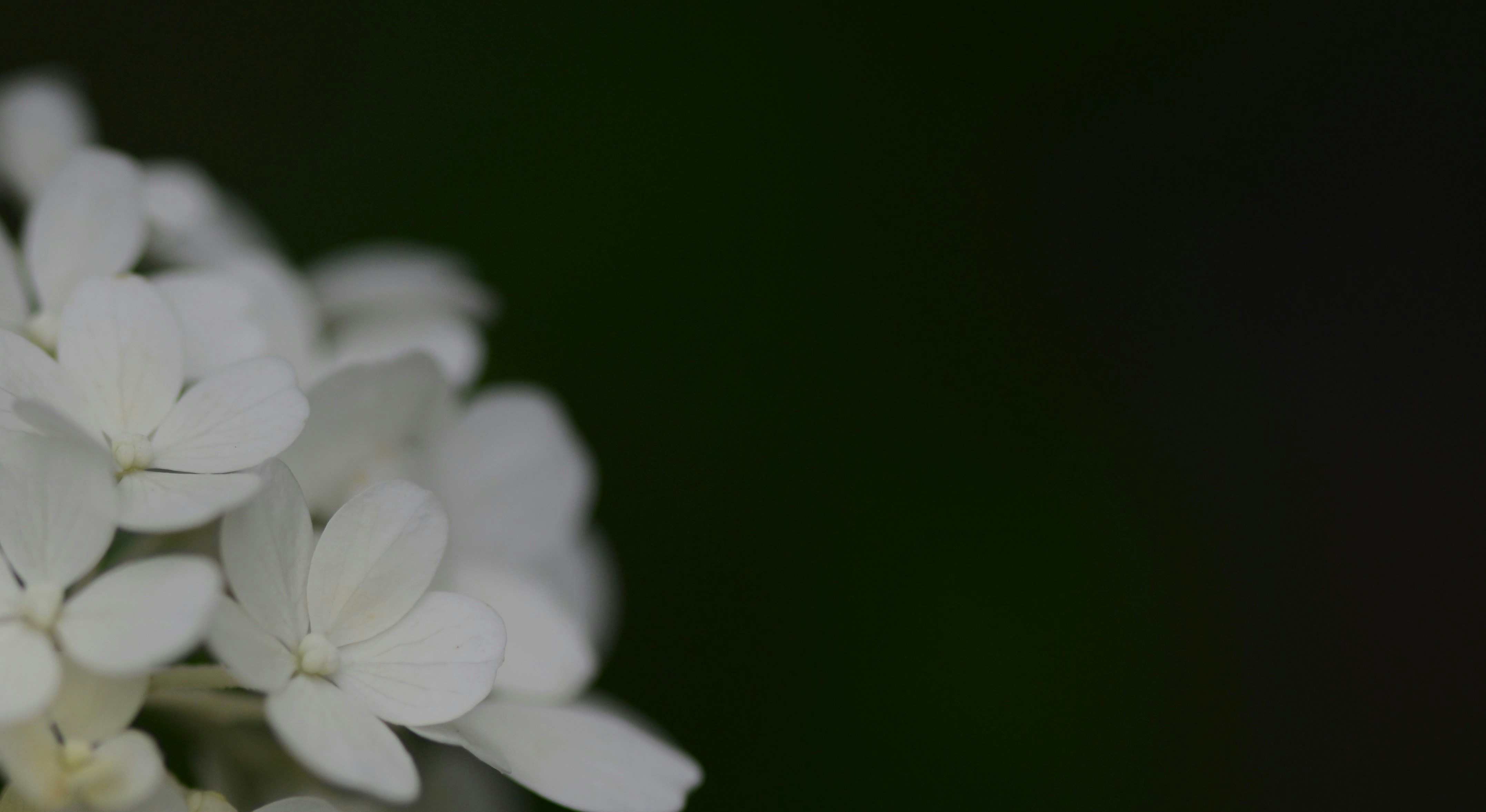 White flowers close up