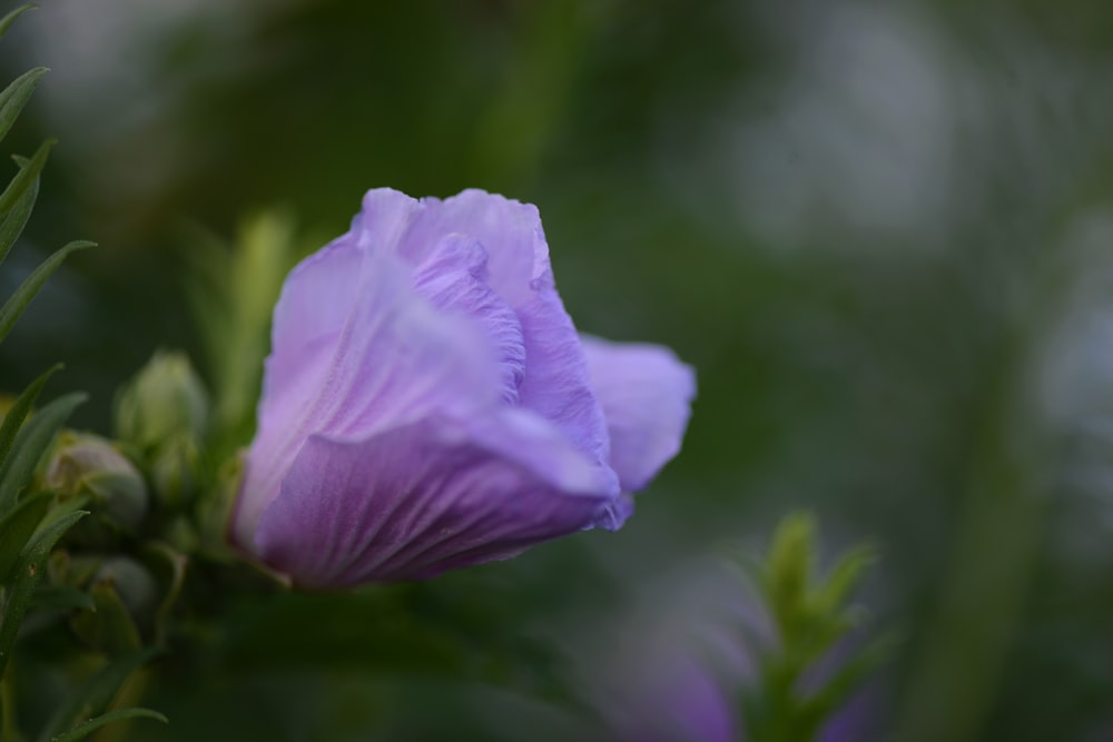 a purple flower with green leaves