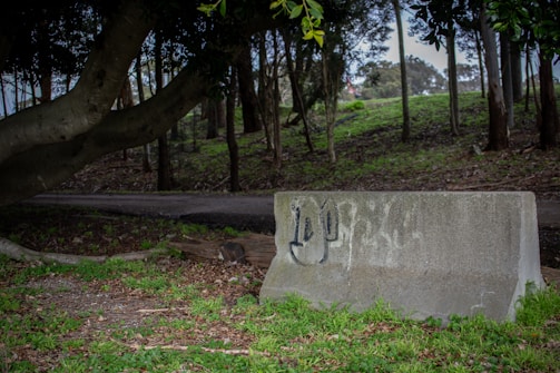 A concrete barrier with graffiti in an outdoor setting, surrounded by trees and greenery. The ground is covered with grass and fallen leaves, while a large tree extends its branches nearby. A pathway is visible in the background.