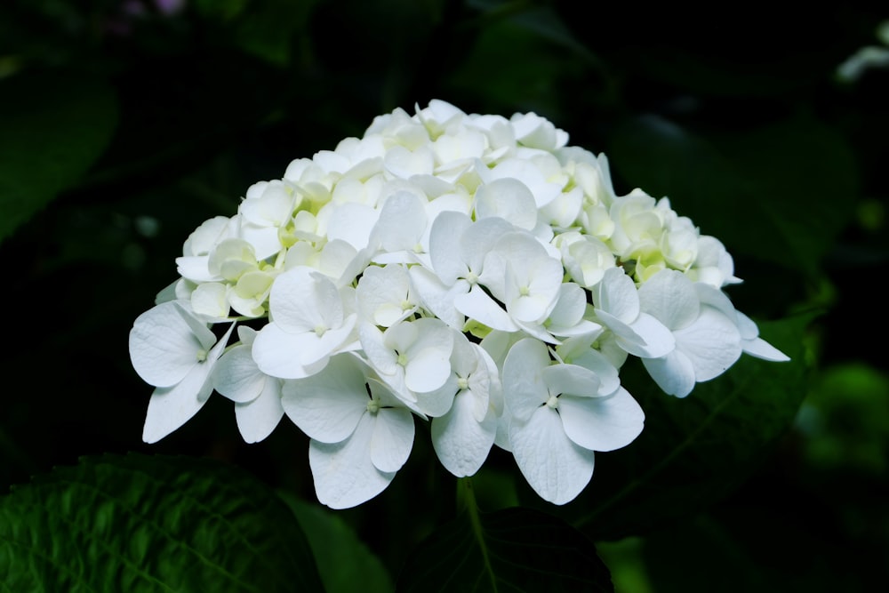 a close up of white flowers