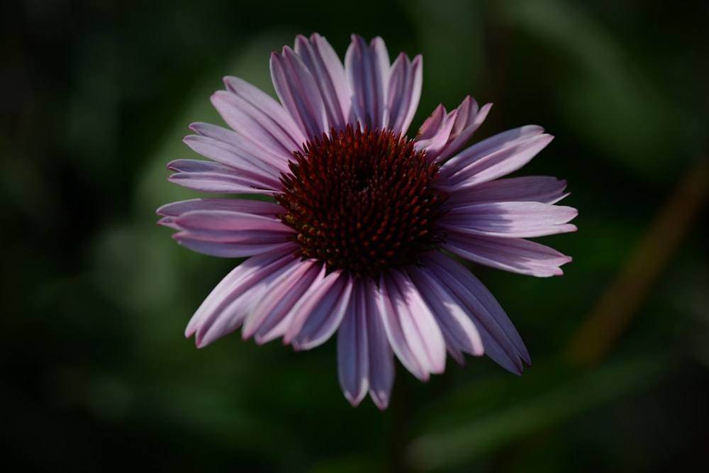 a purple flower with a yellow center