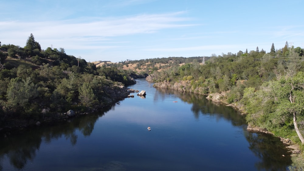 a river with trees and bushes