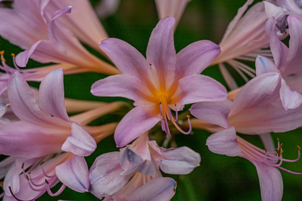 a group of flowers