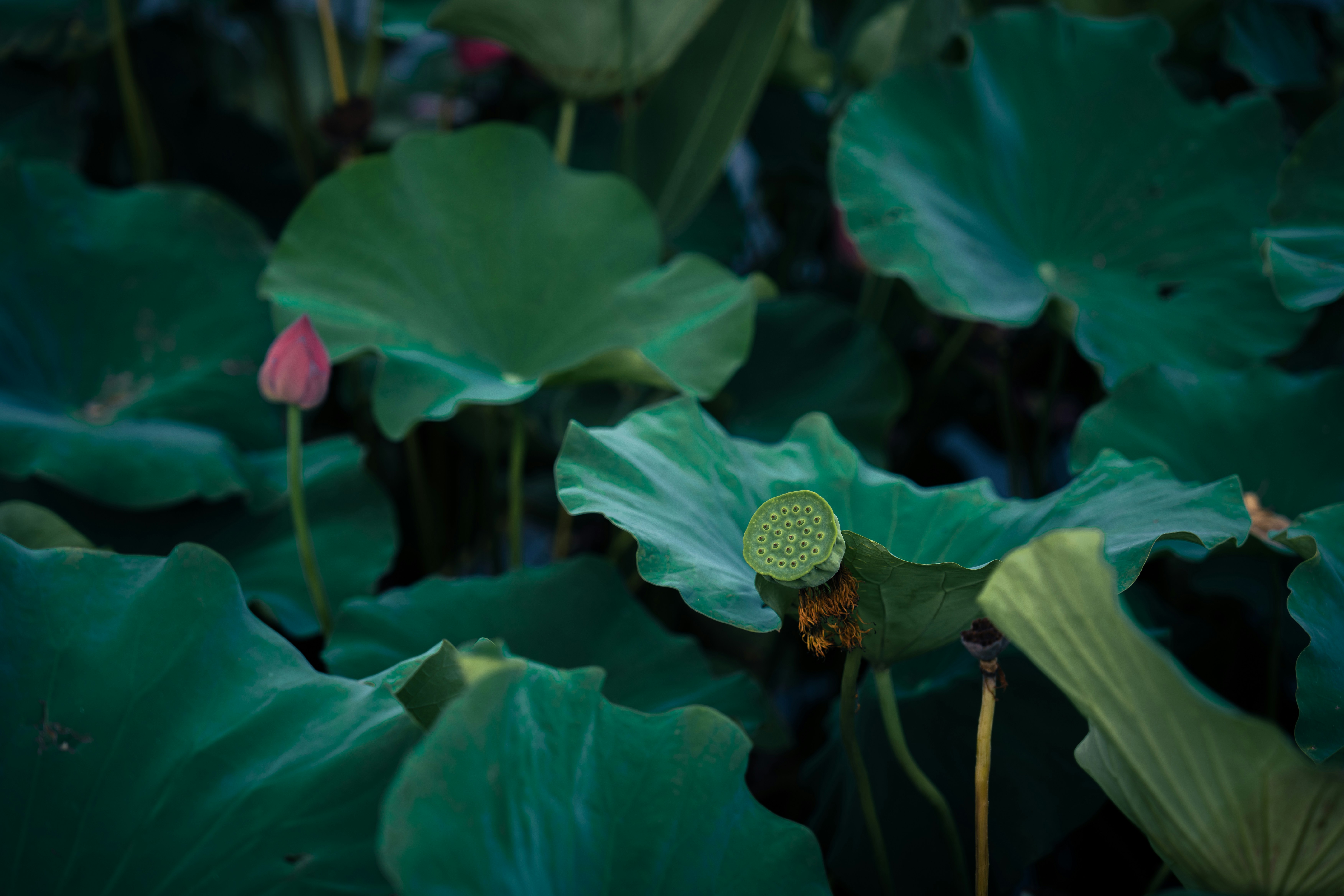 A ladybug on a leaf photo – Free Lotus Image on Unsplash