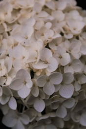 a close up of white flowers