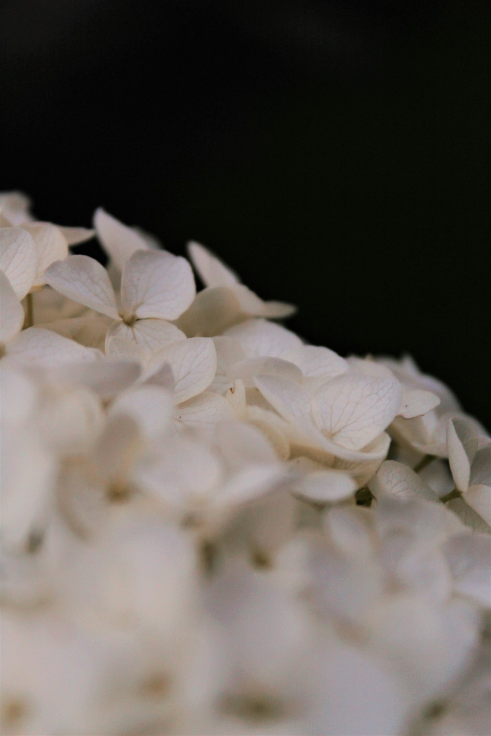 a close up of white flowers