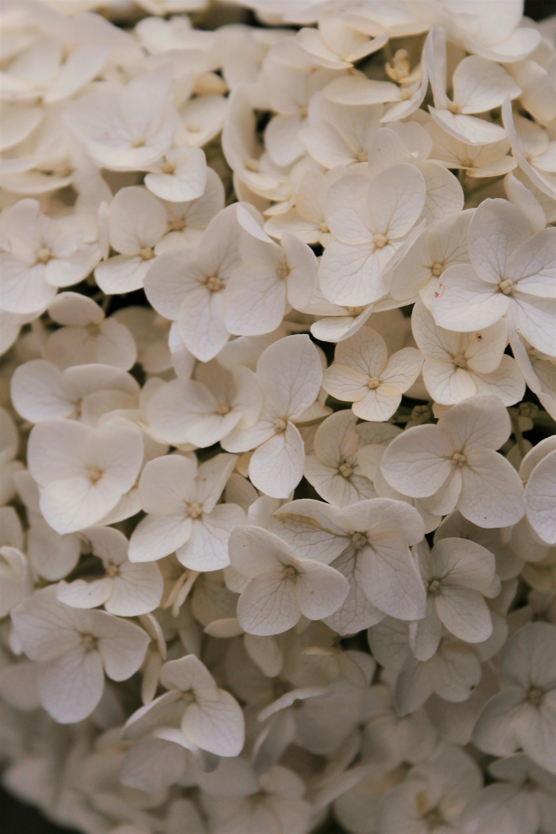 a group of white flowers