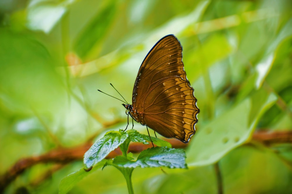 a butterfly on a leaf