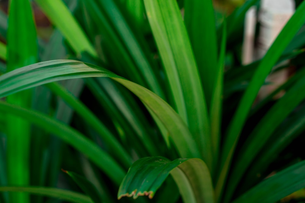 Primer plano de hierba verde