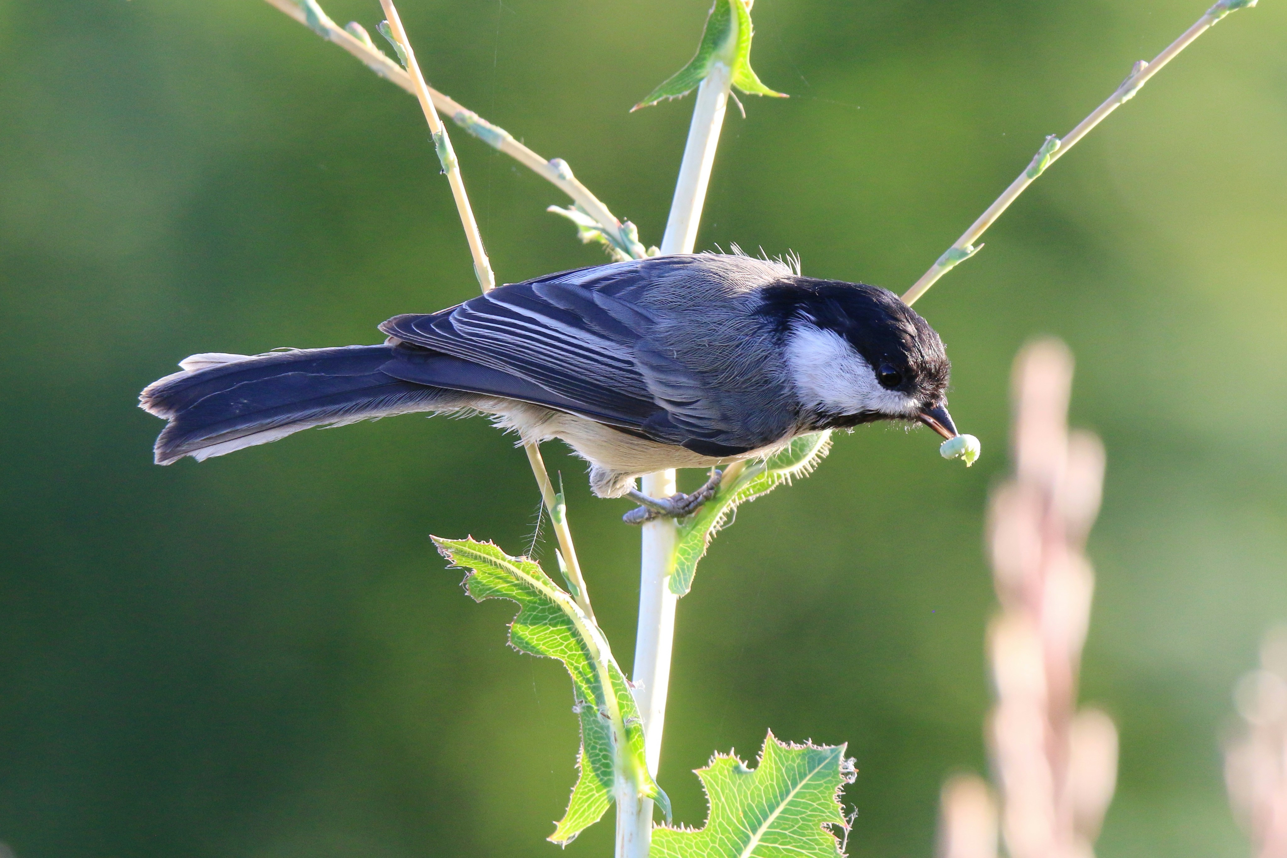a bird on a branch