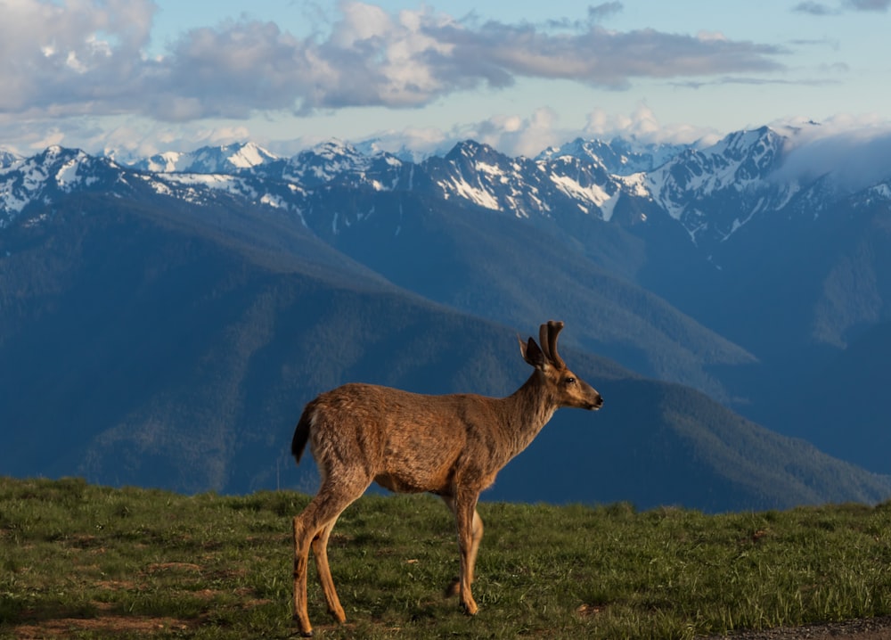 Un ciervo parado en una colina cubierta de hierba con montañas en el fondo