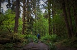 A lush forest scene with dense, green foliage and tall trees. A person wearing a blue backpack walks along a dirt path, surrounded by ferns and moss-laden trunks. The light filters through the canopy, creating a serene and natural atmosphere.