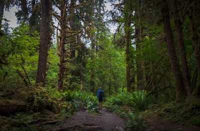 A lush forest scene with dense, green foliage and tall trees. A person wearing a blue backpack walks along a dirt path, surrounded by ferns and moss-laden trunks. The light filters through the canopy, creating a serene and natural atmosphere.