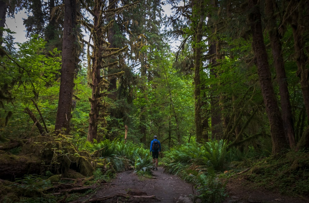 a person walking on a trail in the woods