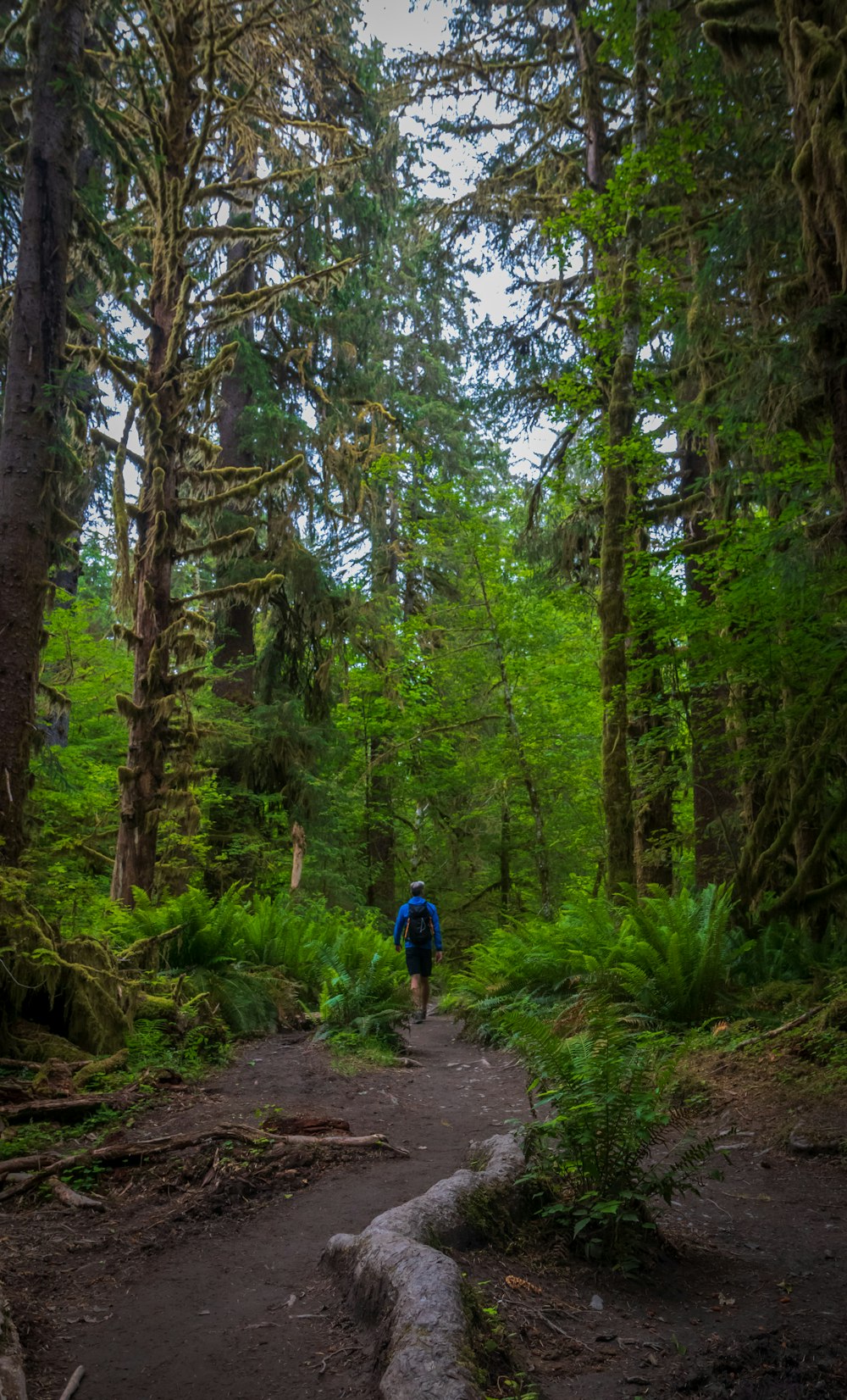 a person walking on a trail in the woods