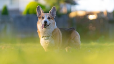 A joyful Pembroke Welsh Corgi puppy playing on green grass under sunlight.