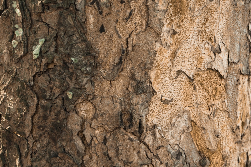 a close up of a rock