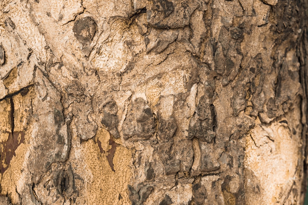 a close-up of a rock