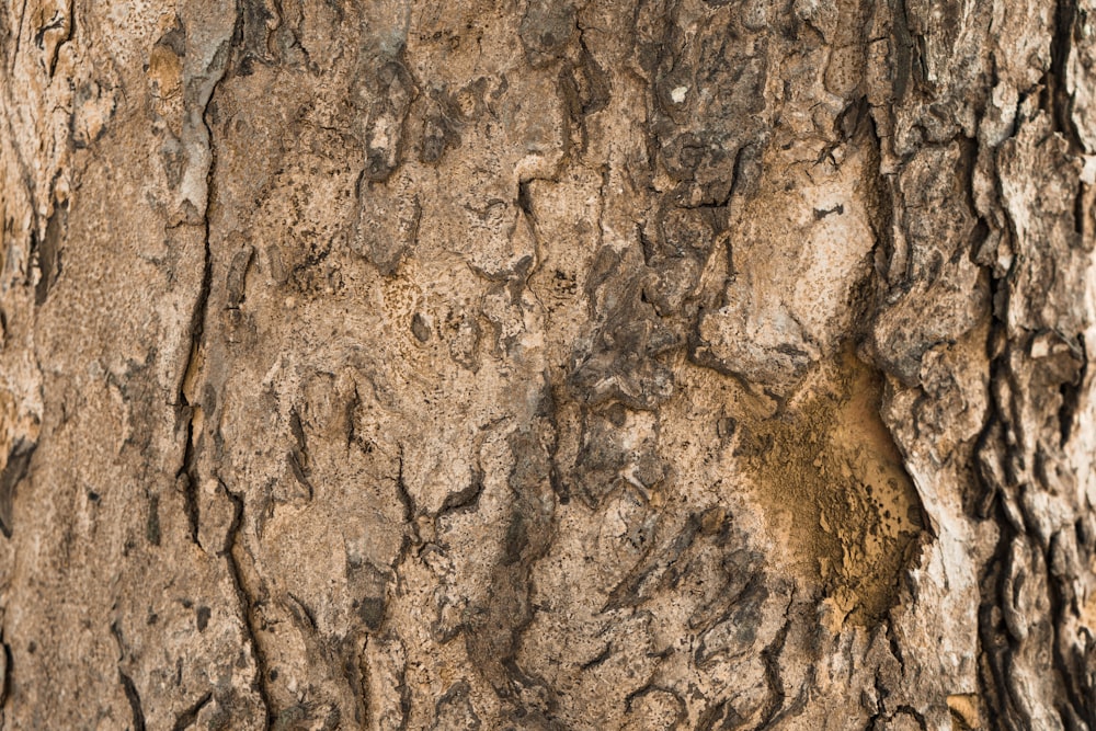 a close up of a tree bark