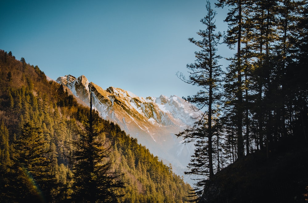 a snowy mountain with trees