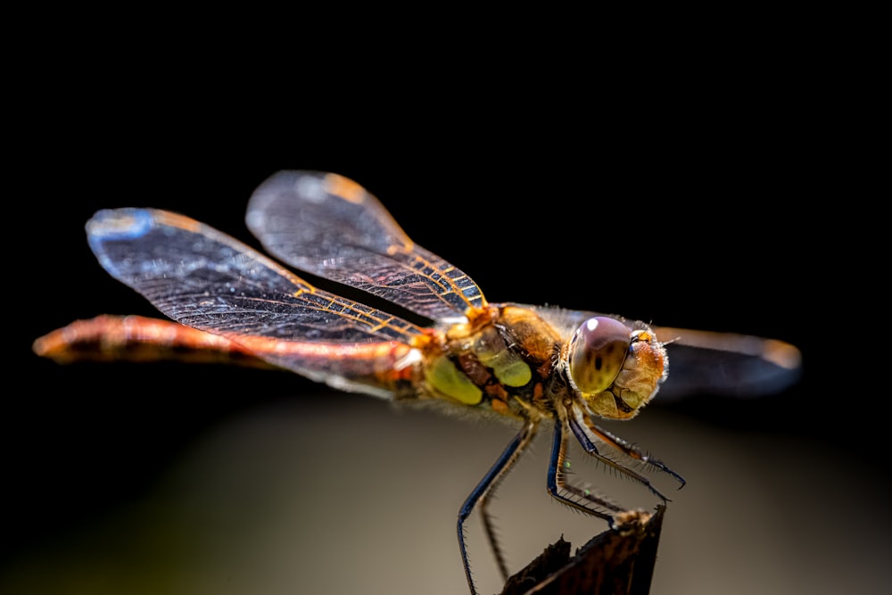 a close up of a fly