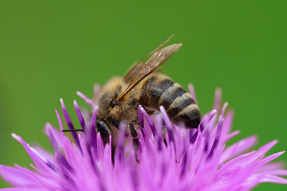 a bee on a flower