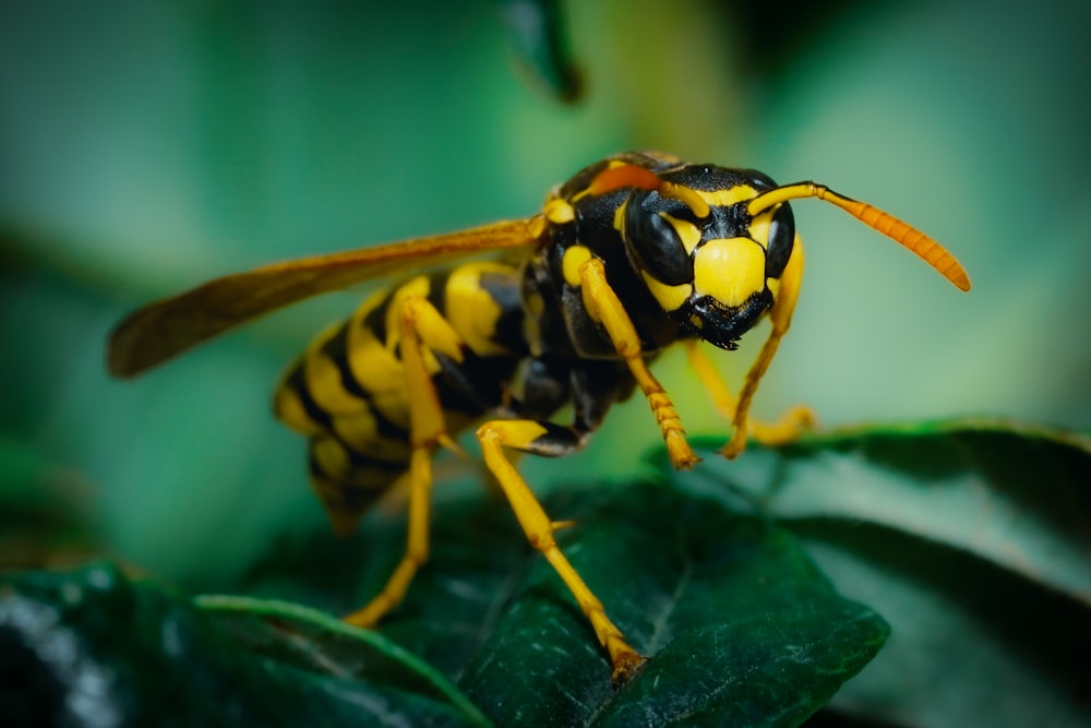 a bee on a leaf