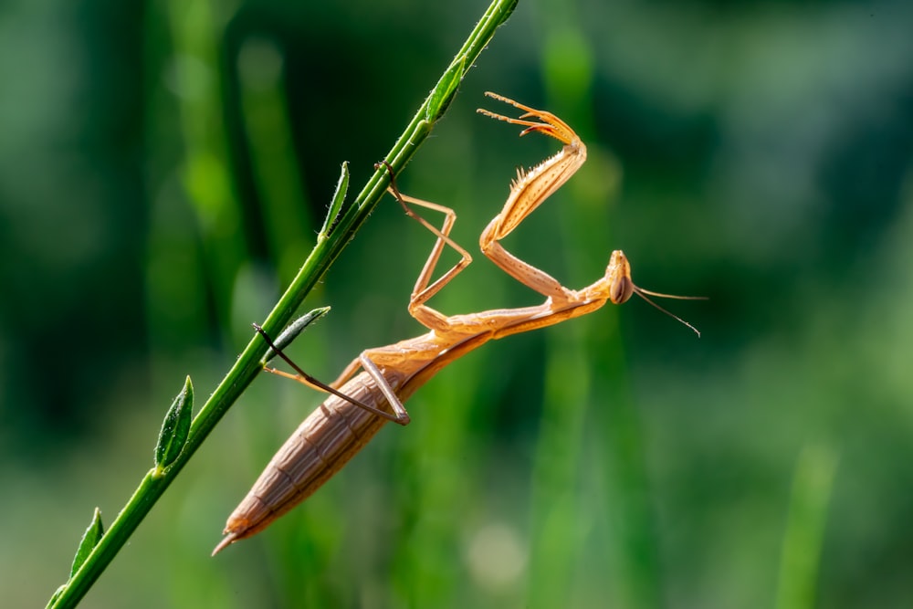 a close up of a bug