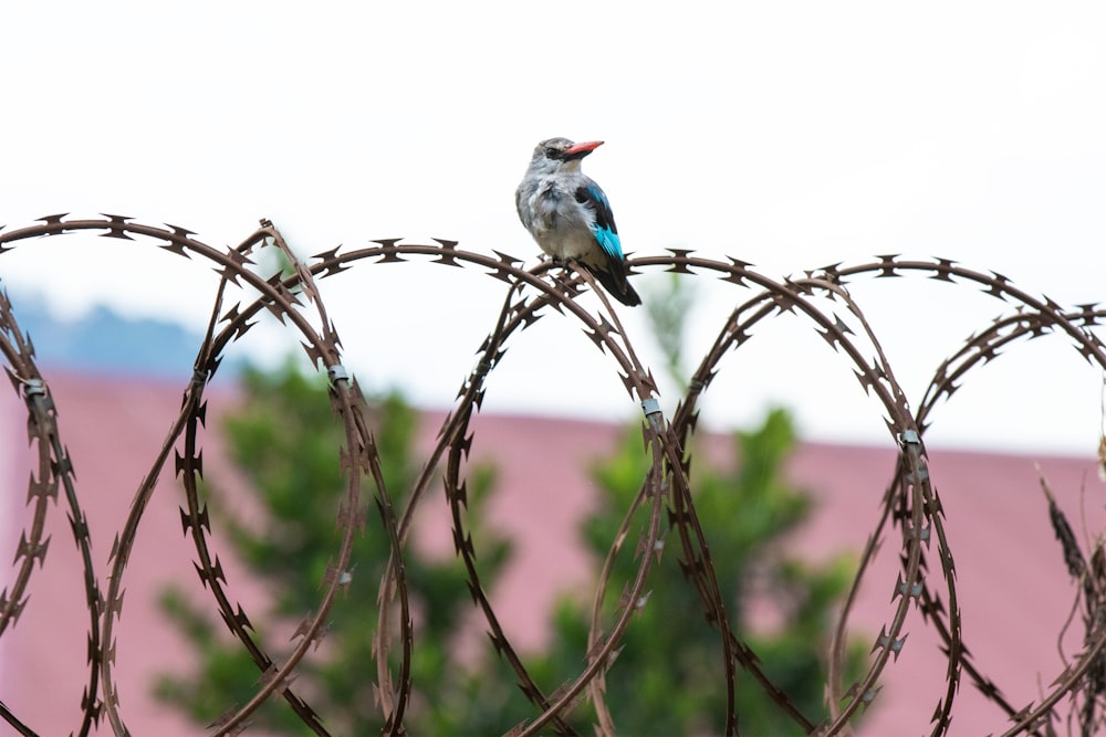 a bird sitting on a branch