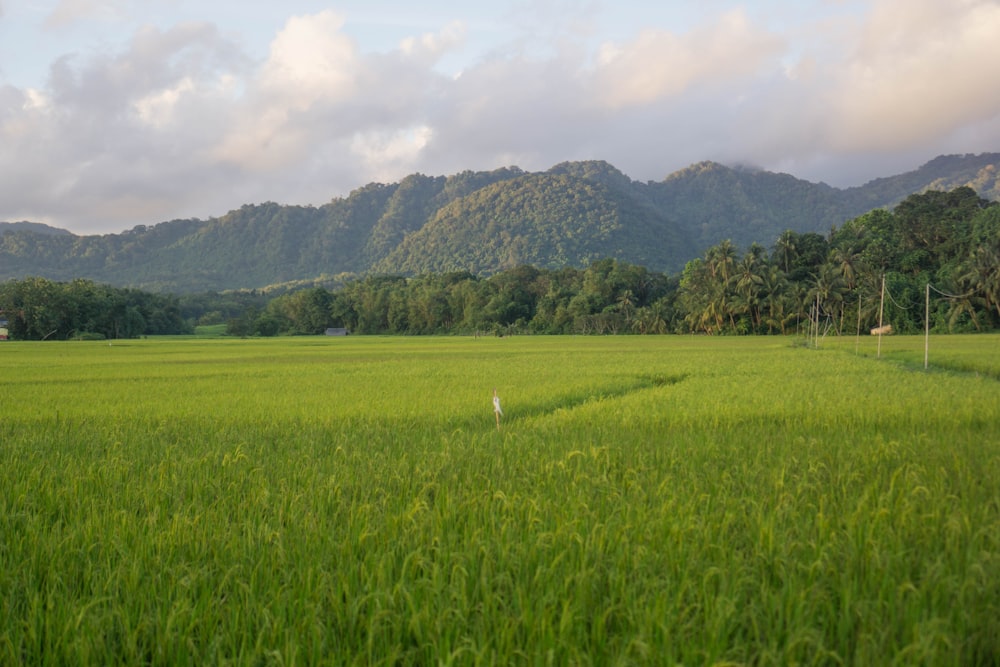 um grande campo verde com árvores e montanhas ao fundo