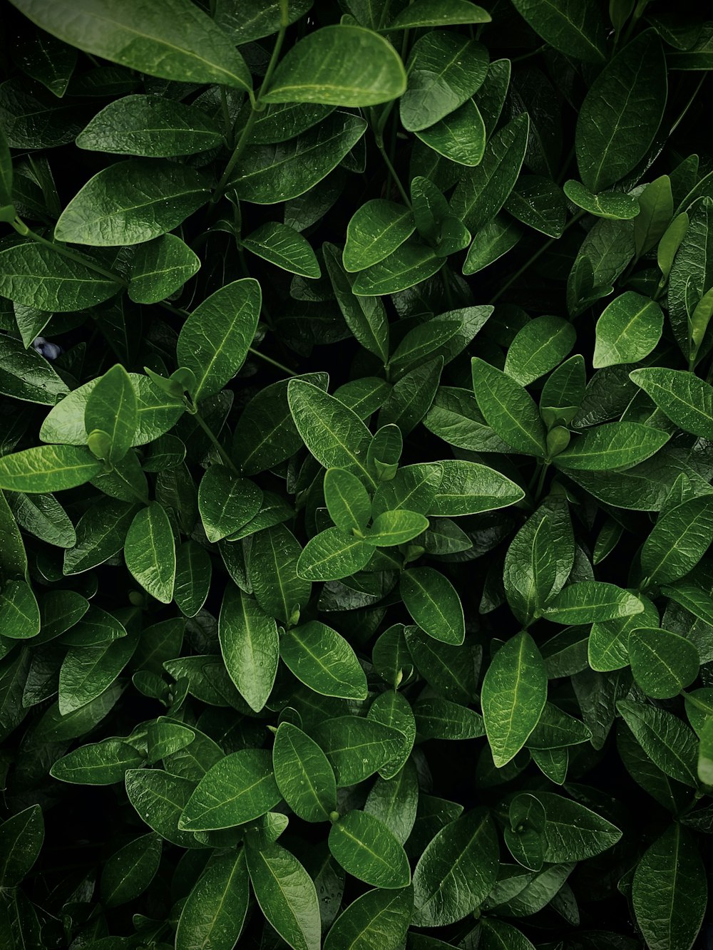 a group of green leaves