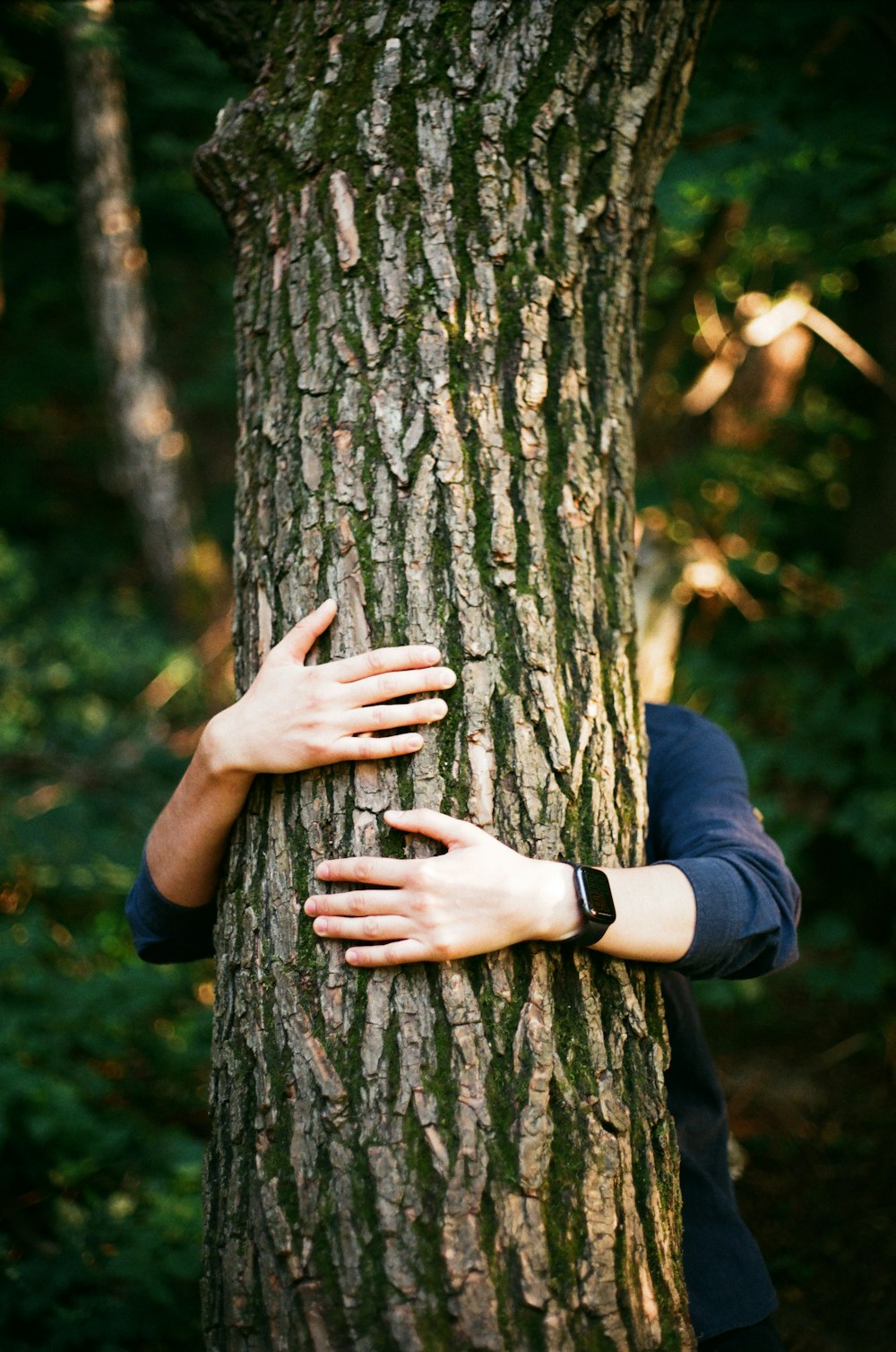 a person touching a tree trunk